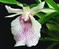 Cochleanthes Amazing